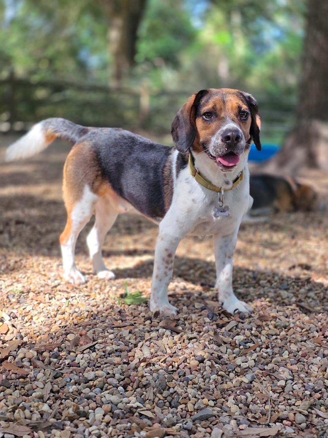 Hinks, a ADOPTABLE Beagle in Tomball, TX image 3/6