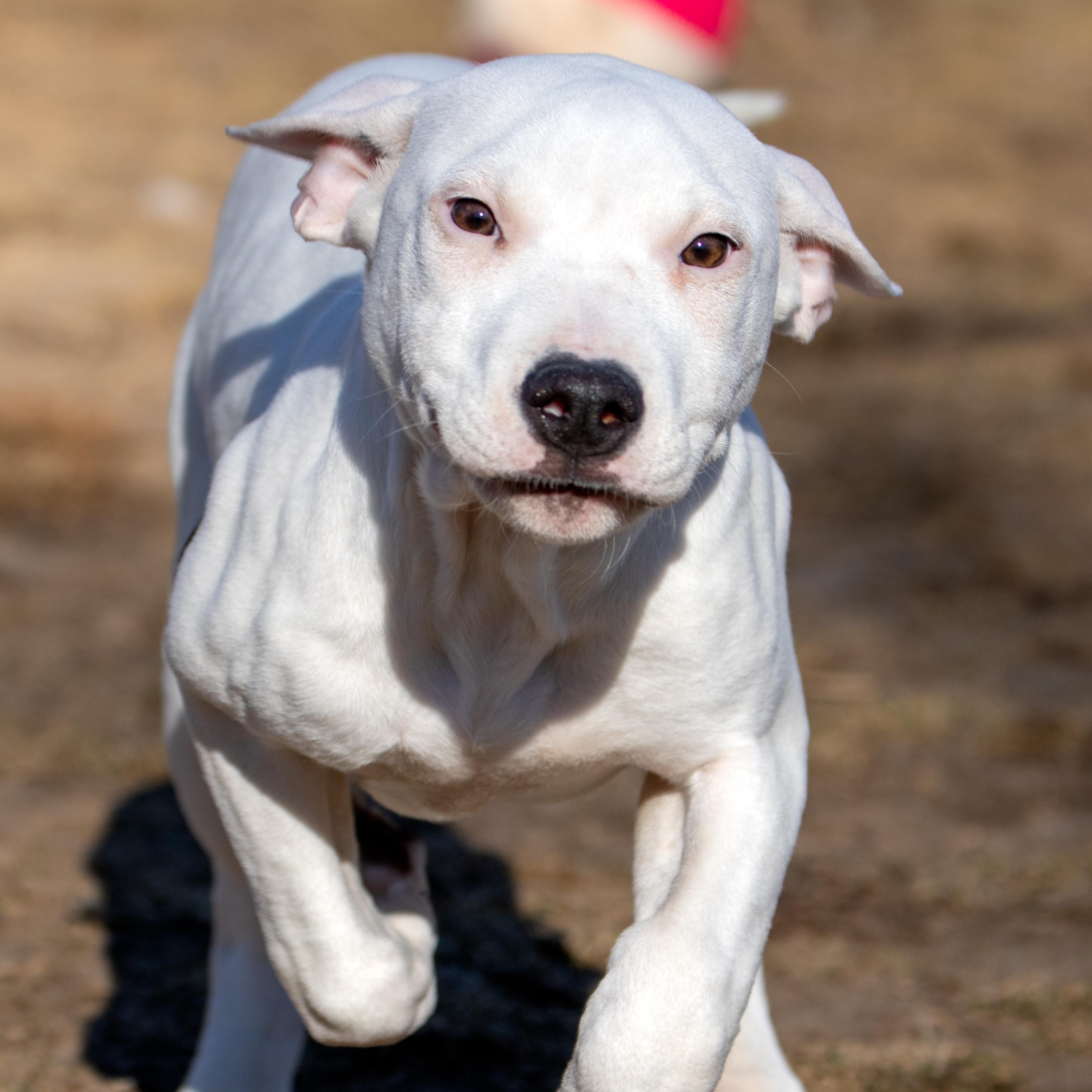 Enlarge Coconut, a ADOPTABLE mixed breed in Danbury, CT image 4/5