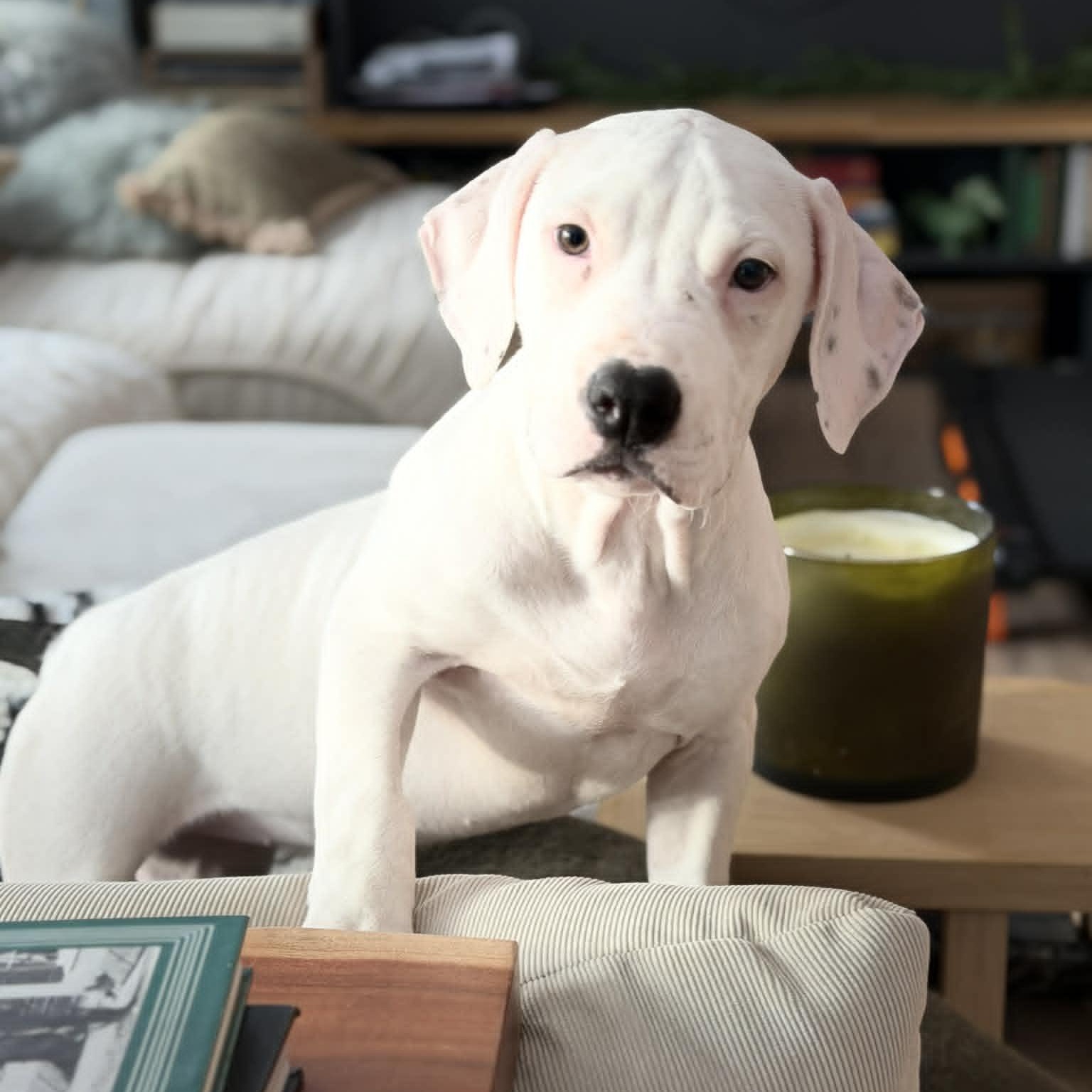 Coconut, a ADOPTABLE mixed breed in Danbury, CT image 2/4