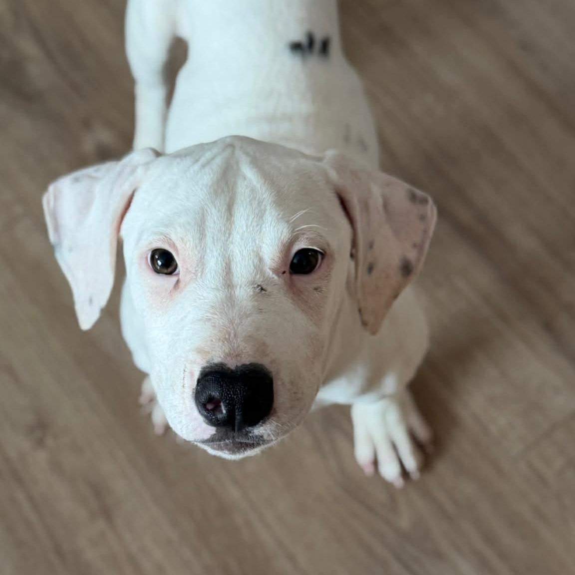 Coconut, a ADOPTABLE mixed breed in Danbury, CT image 4/4