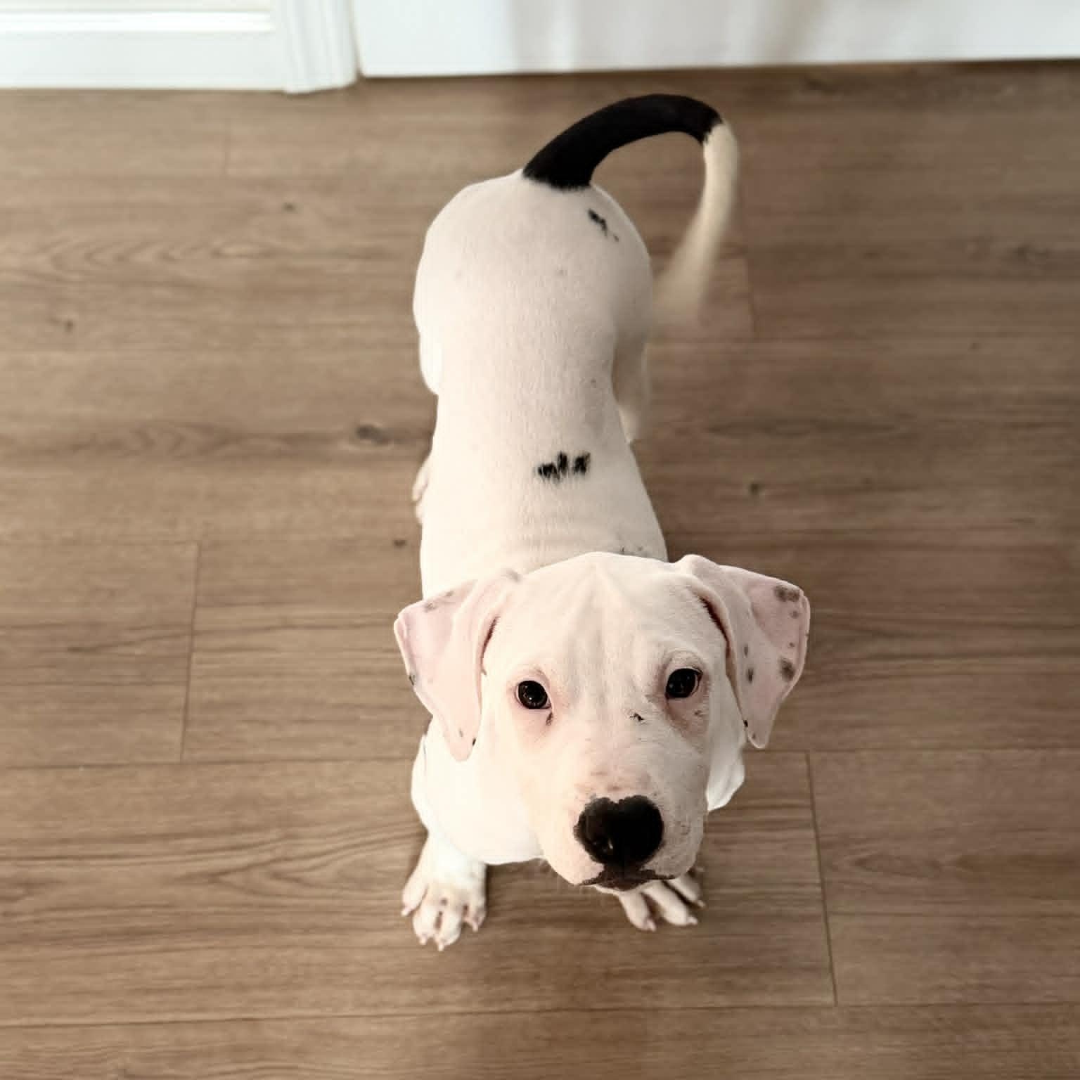 Coconut, ADOPTABLE, Puppy Female Boxer.