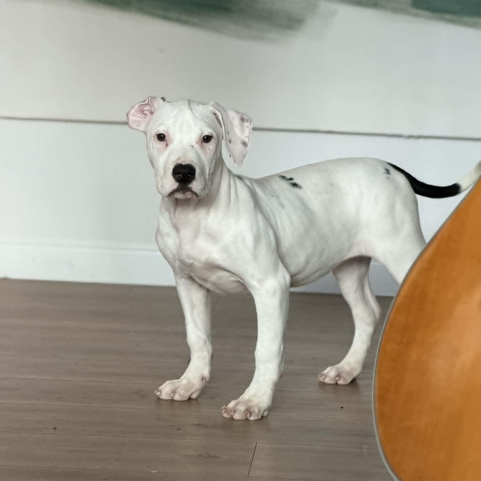 Coconut, a ADOPTABLE mixed breed in Danbury, CT image 3/4