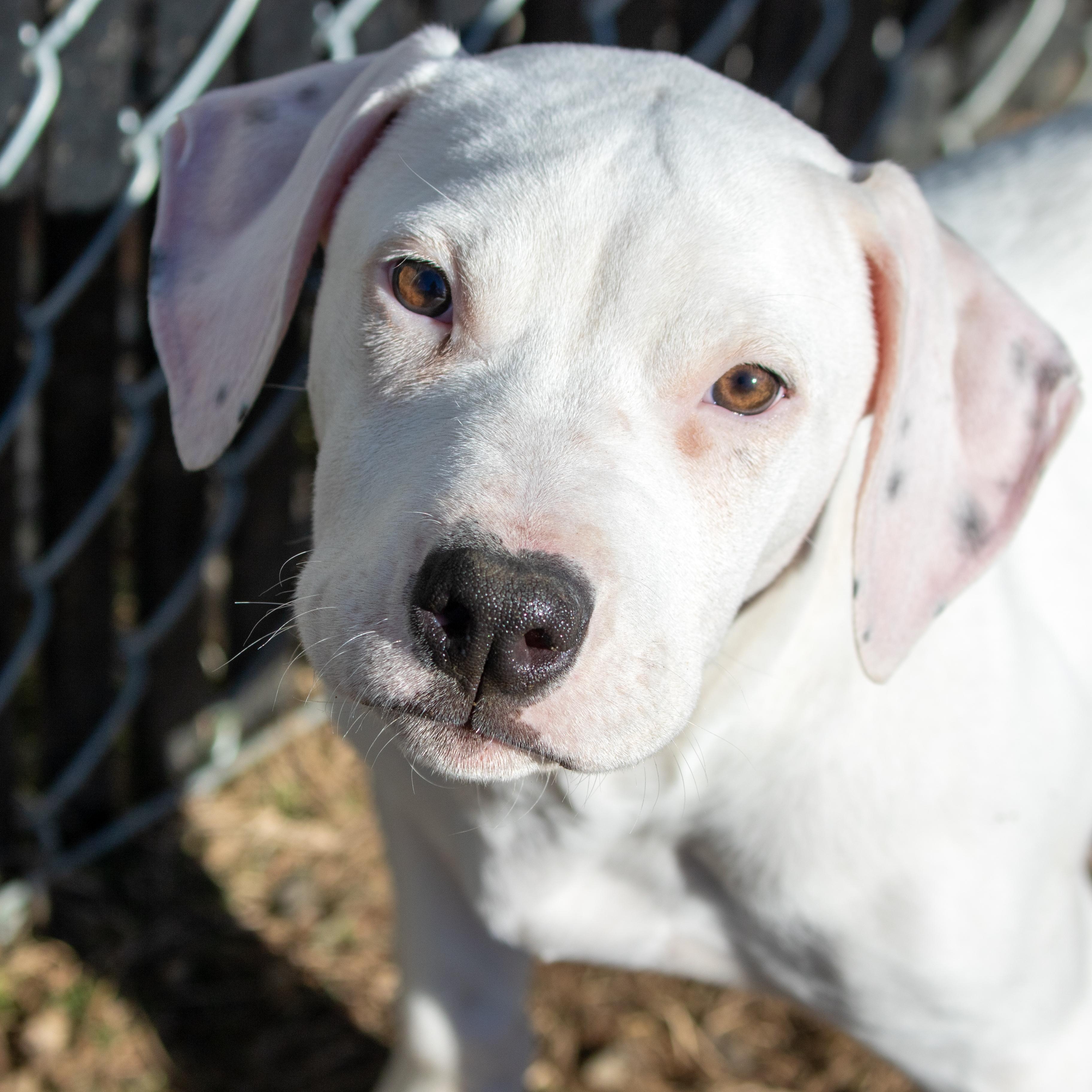 Enlarge Coconut, a ADOPTABLE mixed breed in Danbury, CT image 1/5