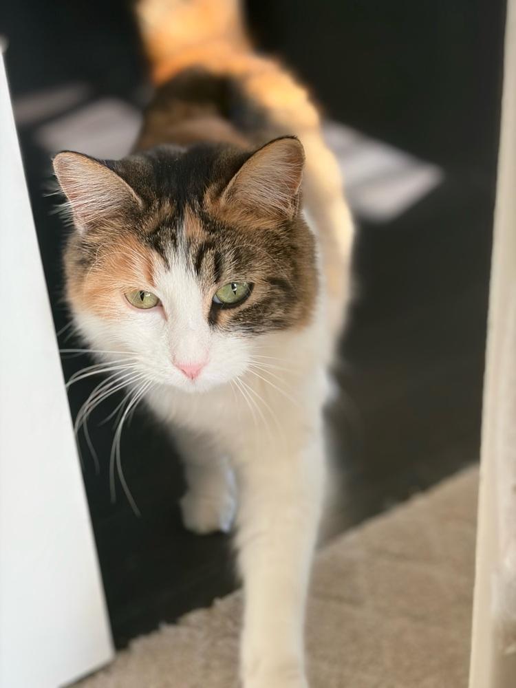 Pizookie, Adoptable, Young Female Calico & Domestic Short Hair.