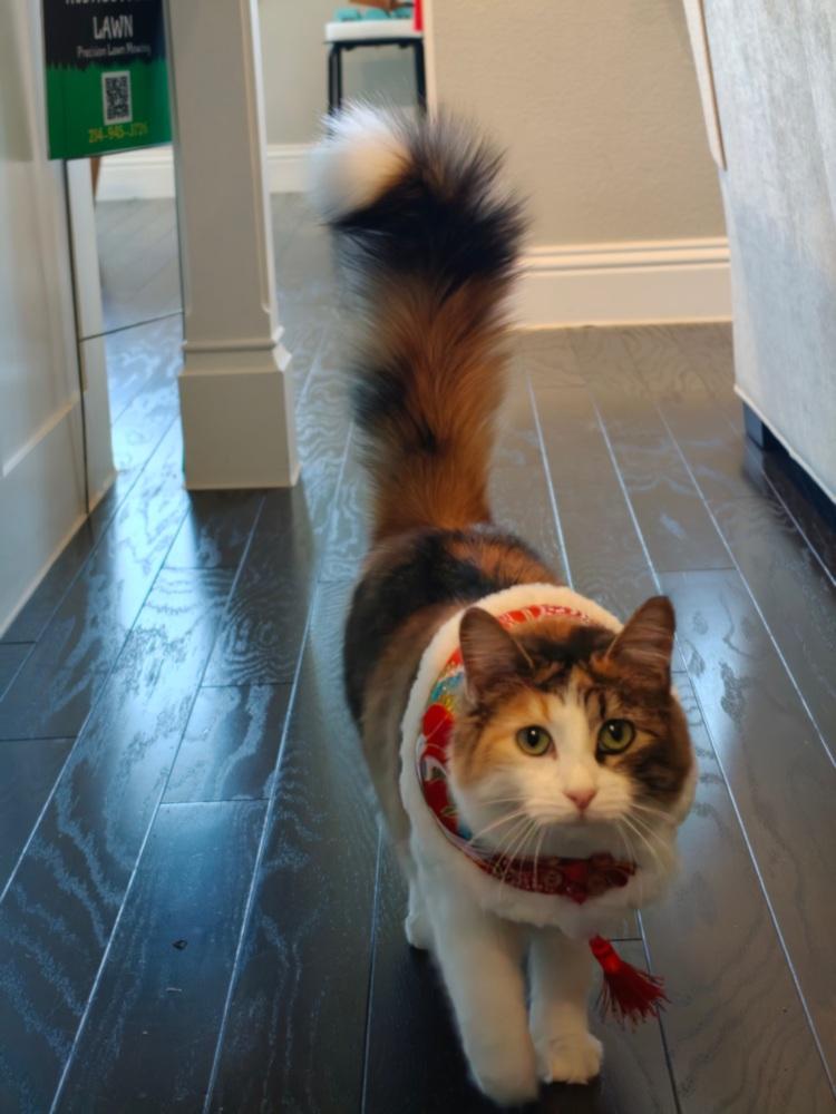 Enlarge Pizookie, a Adoptable mixed breed in Richardson, TX image 2/6