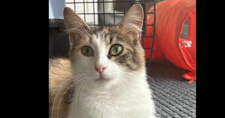 Pizookie, Adoptable, Young Female Calico & Domestic Short Hair.
