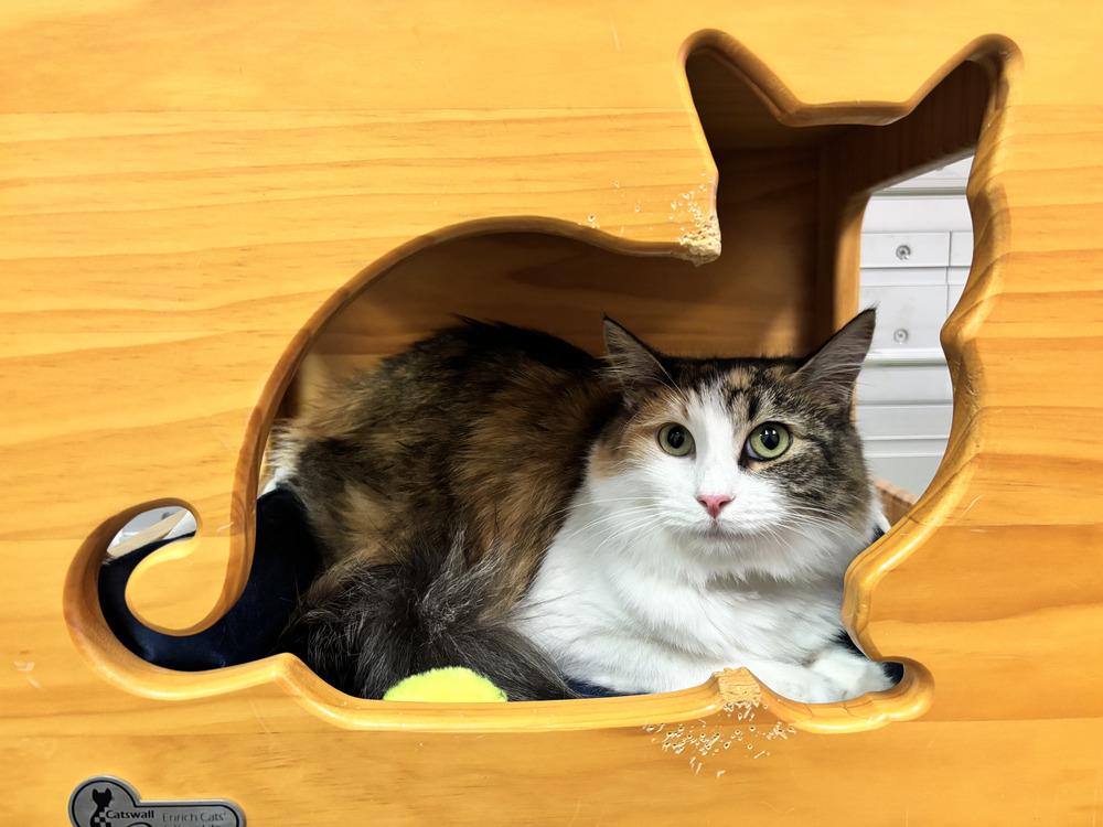 Enlarge Pizookie, a Adoptable mixed breed in Richardson, TX image 3/6