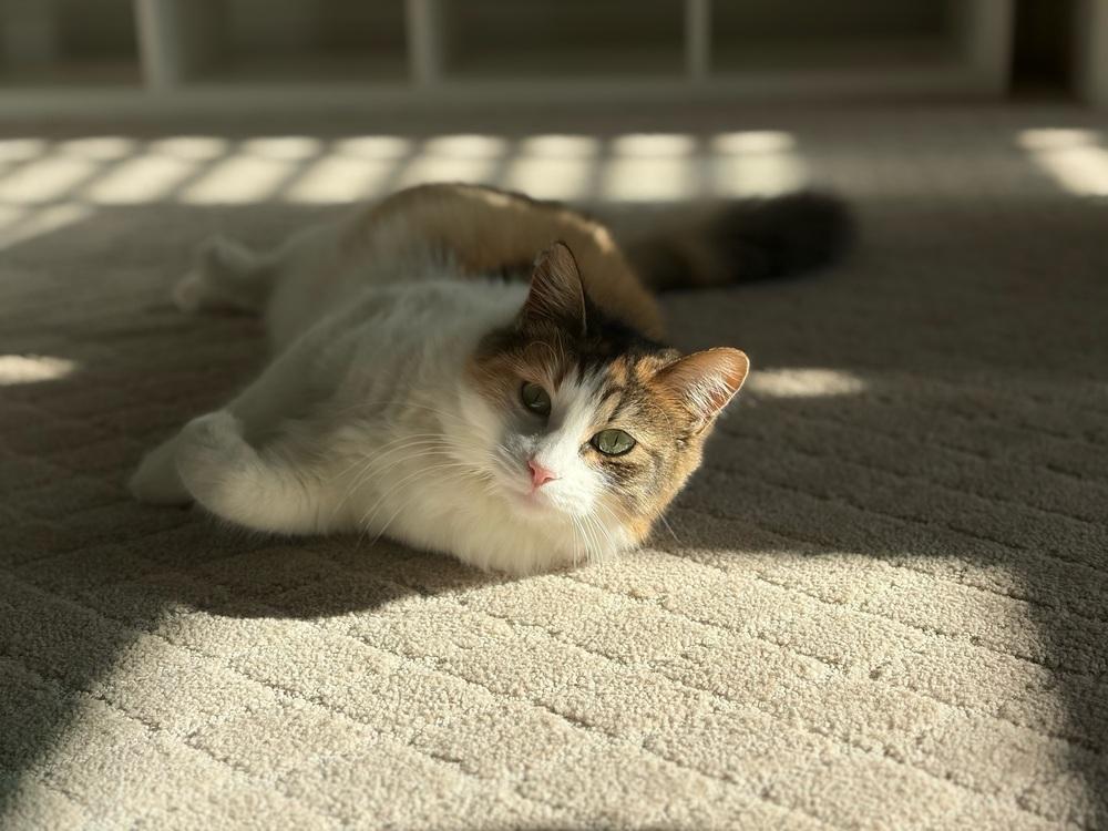 Enlarge Pizookie, a Adoptable mixed breed in Richardson, TX image 4/6