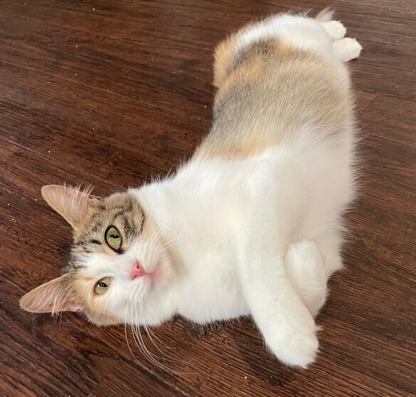 Enlarge Pizookie, a Adoptable mixed breed in Richardson, TX image 5/6