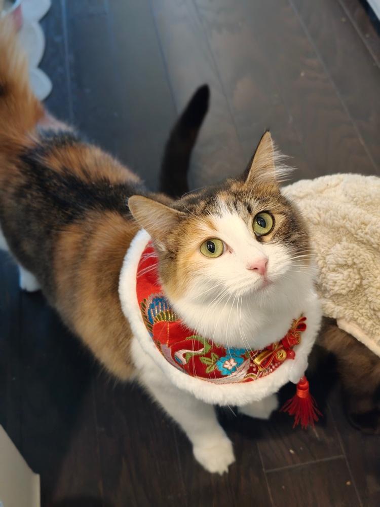 Enlarge Pizookie, a Adoptable mixed breed in Richardson, TX image 5/6