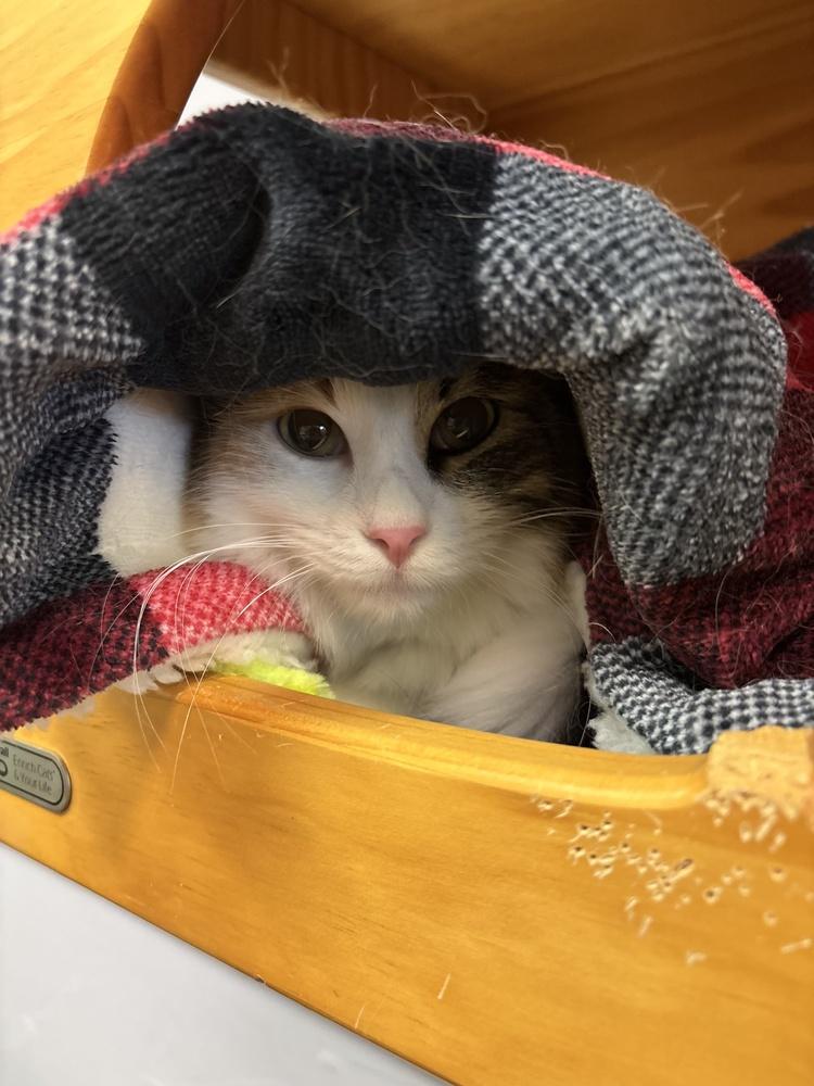 Enlarge Pizookie, a Adoptable mixed breed in Richardson, TX image 6/6