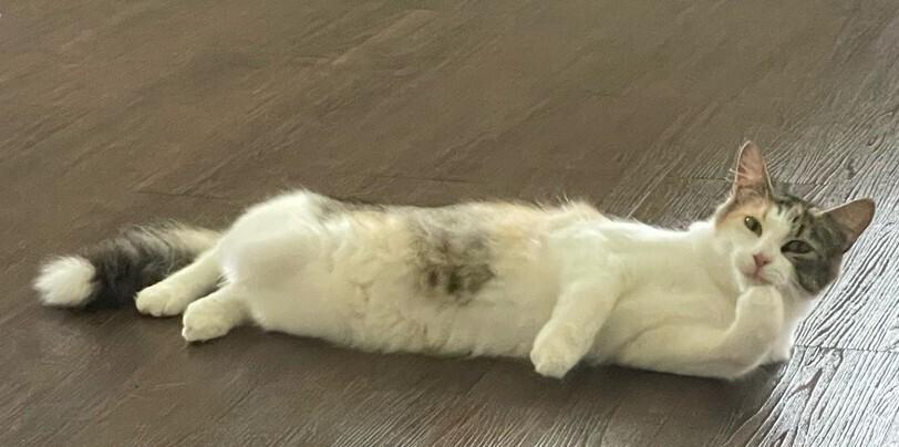 Enlarge Pizookie, a Adoptable mixed breed in Richardson, TX image 6/6