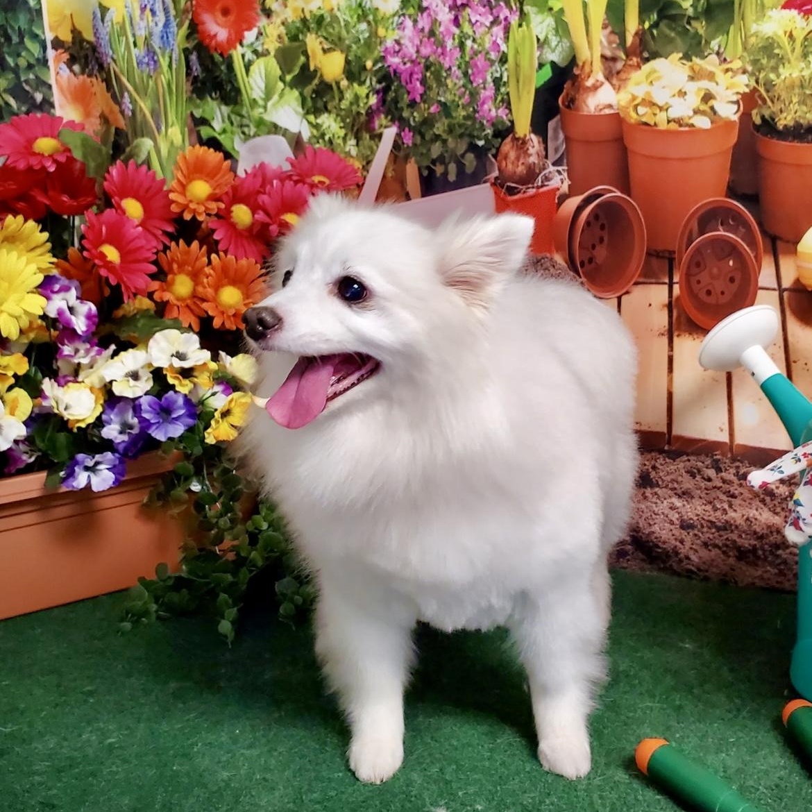 Saber, Adult Female American Eskimo Dog