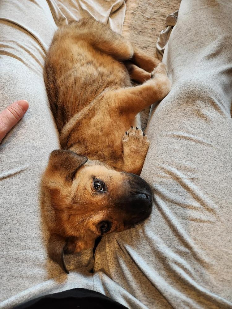 Toast, Adoptable, Puppy Male Shepherd.