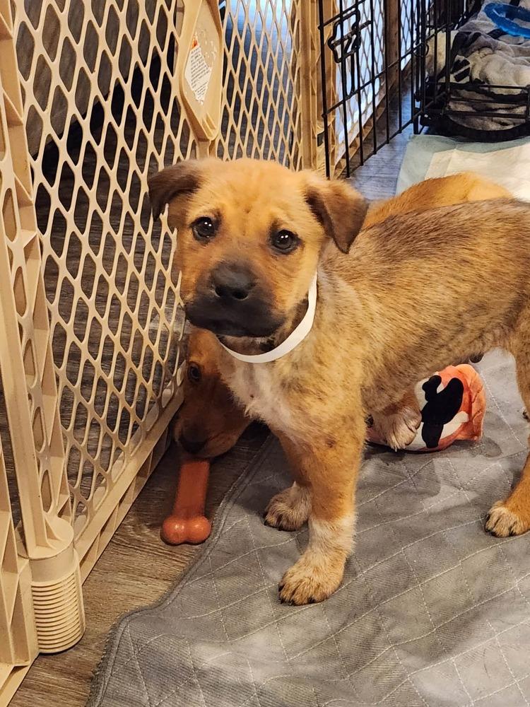 Enlarge Toast, a Adoptable mixed breed in New Albany, OH image 2/3