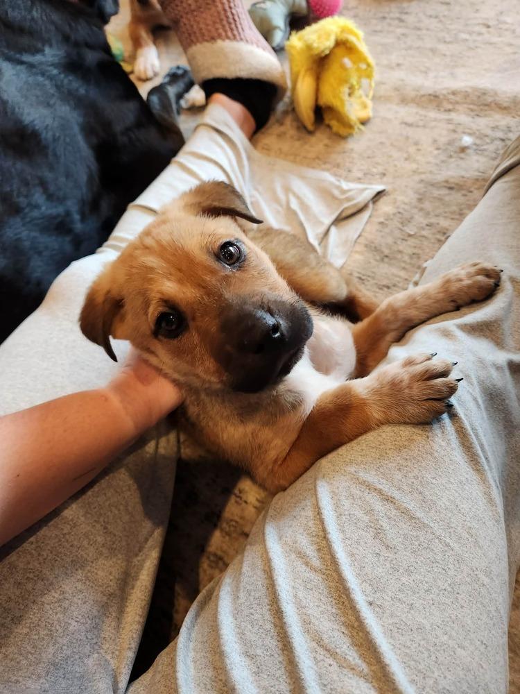 Enlarge Toast, a Adoptable mixed breed in New Albany, OH image 3/3