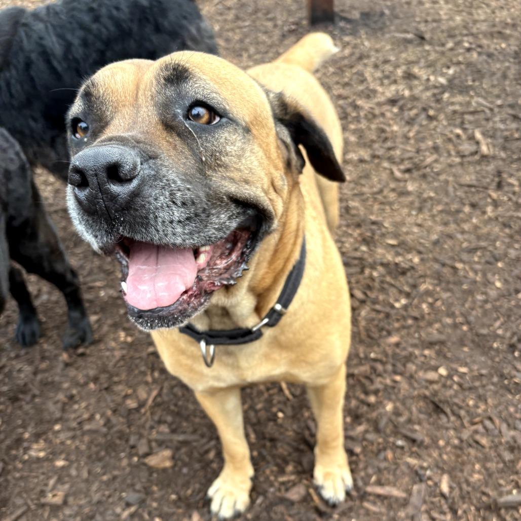 Enlarge Cora, a Adoptable Mastiff in Peachtree City, GA image 1/1