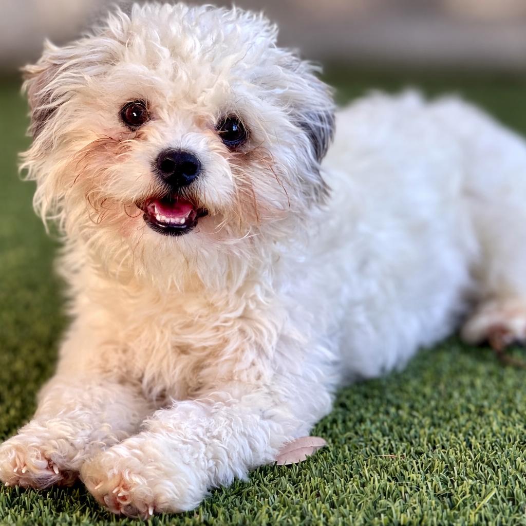 Enlarge Wingman: I like chickens, a Adoptable mixed breed in San Antonio, TX image 2/5