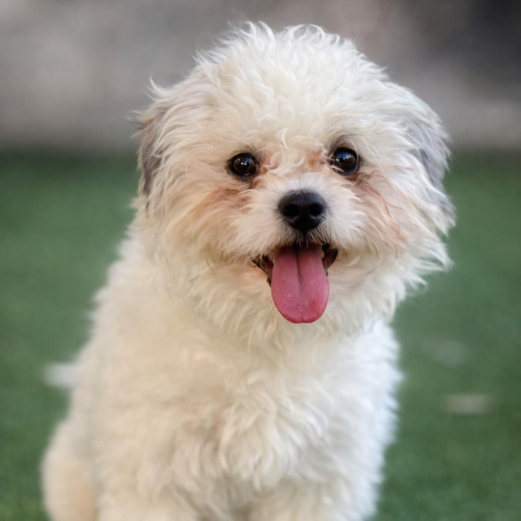 Wingman: I like chickens, Adoptable, Young Male Poodle.