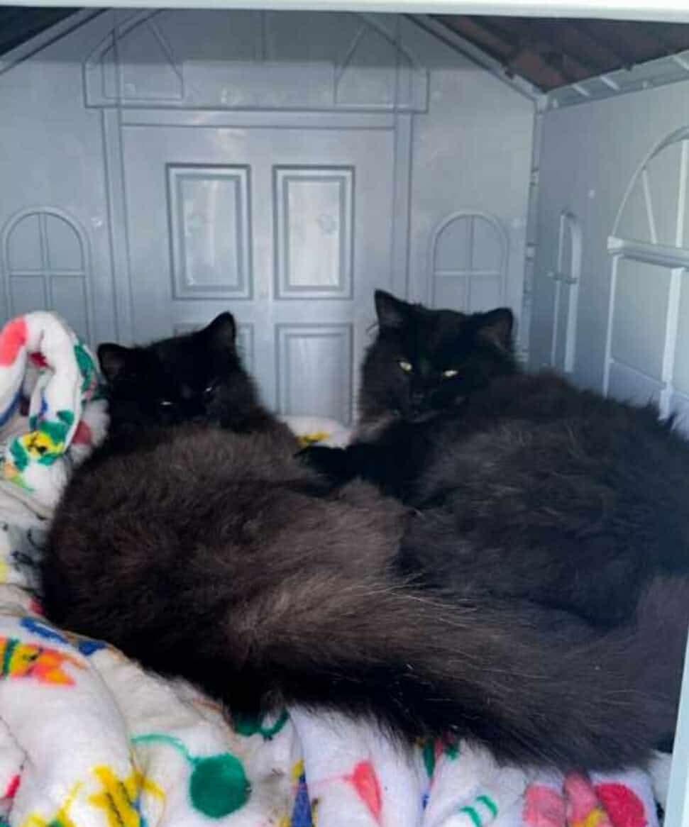 Enlarge Billo & Simba, an adopted mixed breed in East Orange, NJ image 3/4