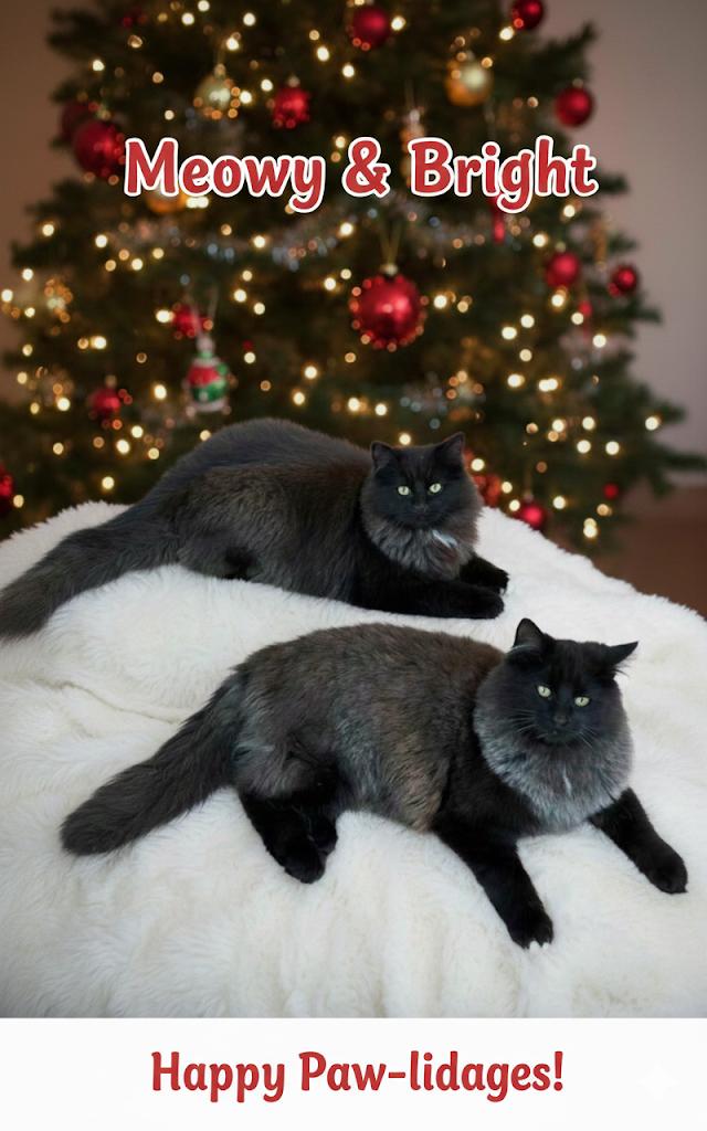 Enlarge Billo & Simba, an adopted mixed breed in East Orange, NJ image 1/4