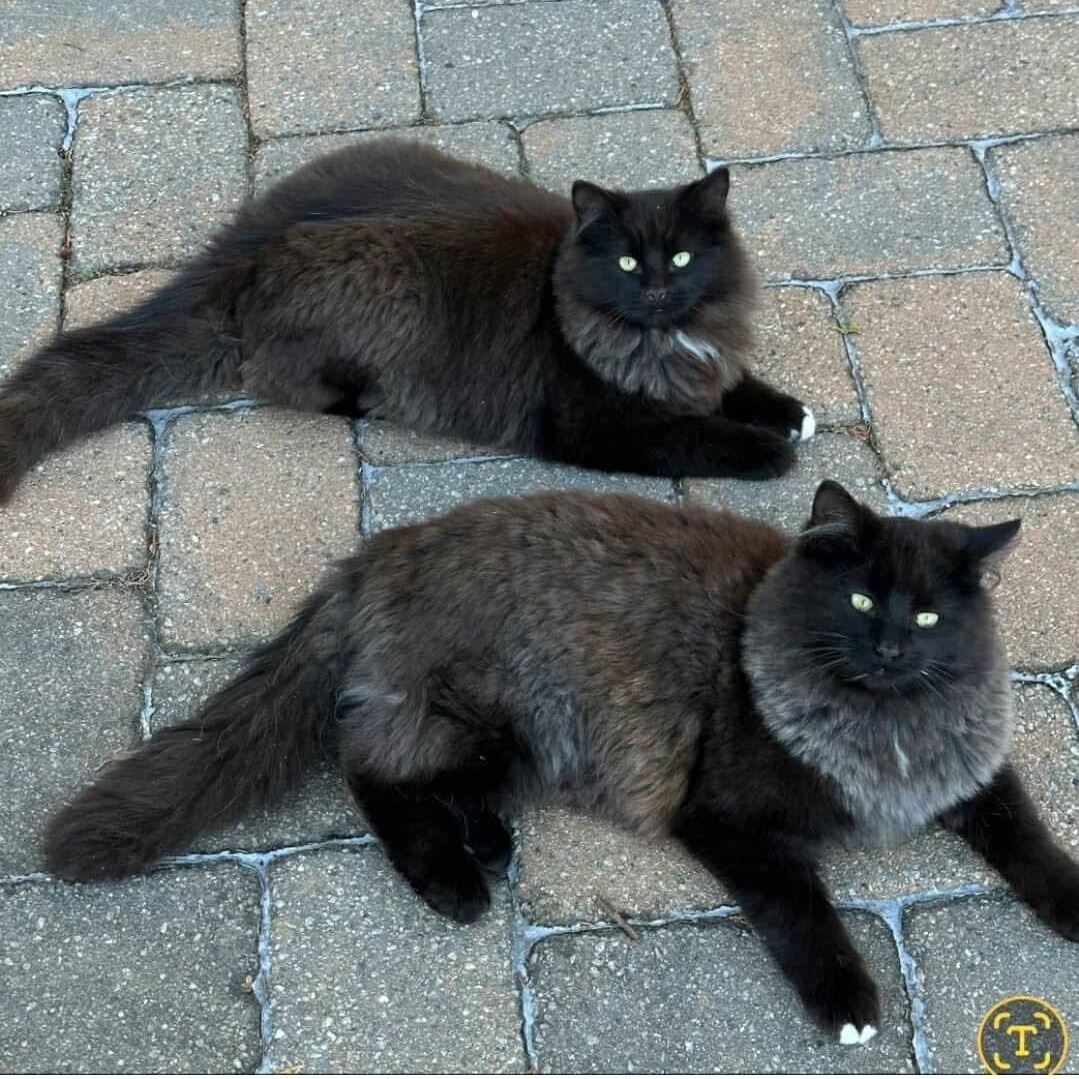 Enlarge Billo & Simba, an adopted mixed breed in East Orange, NJ image 2/4