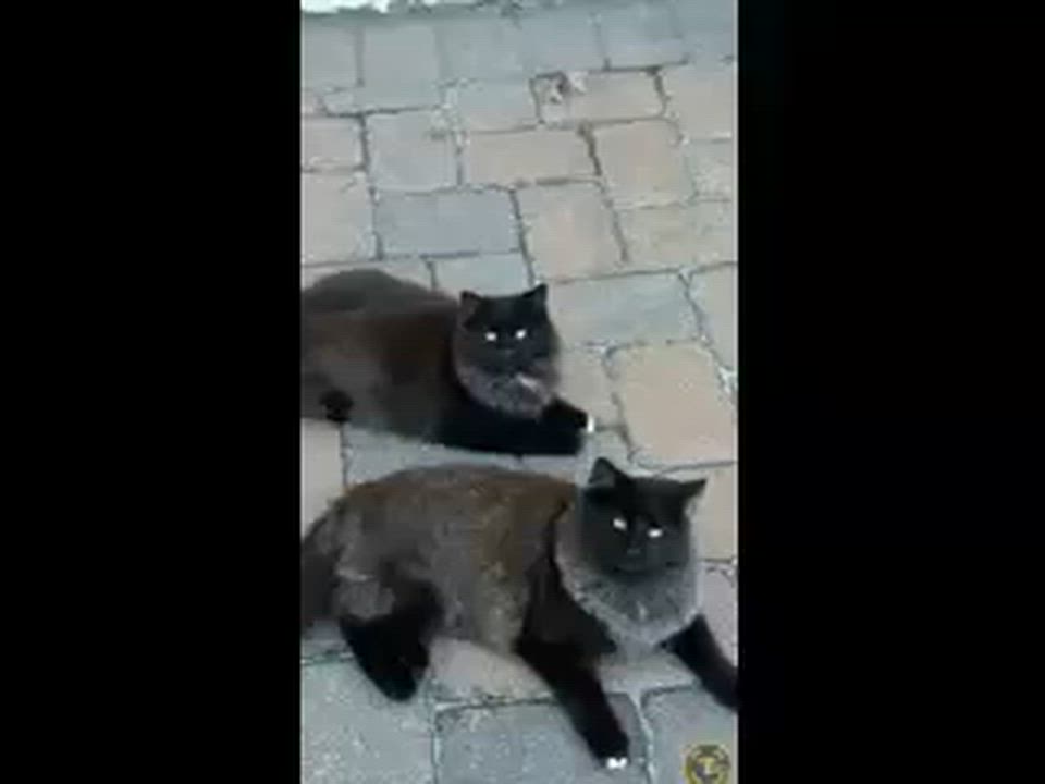 Enlarge Billo & Simba, an adopted mixed breed in East Orange, NJ video 4/4