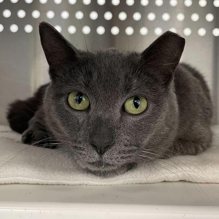 Macy, adopted, Young Female Domestic Short Hair.