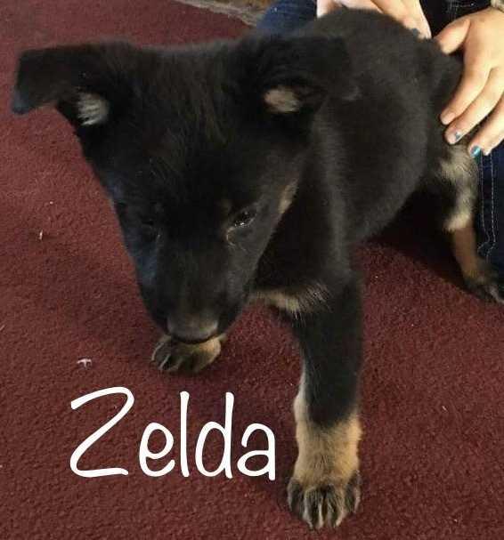 Enlarge Zelda, a Adopted mixed breed in Evergreen, CO image 1/2