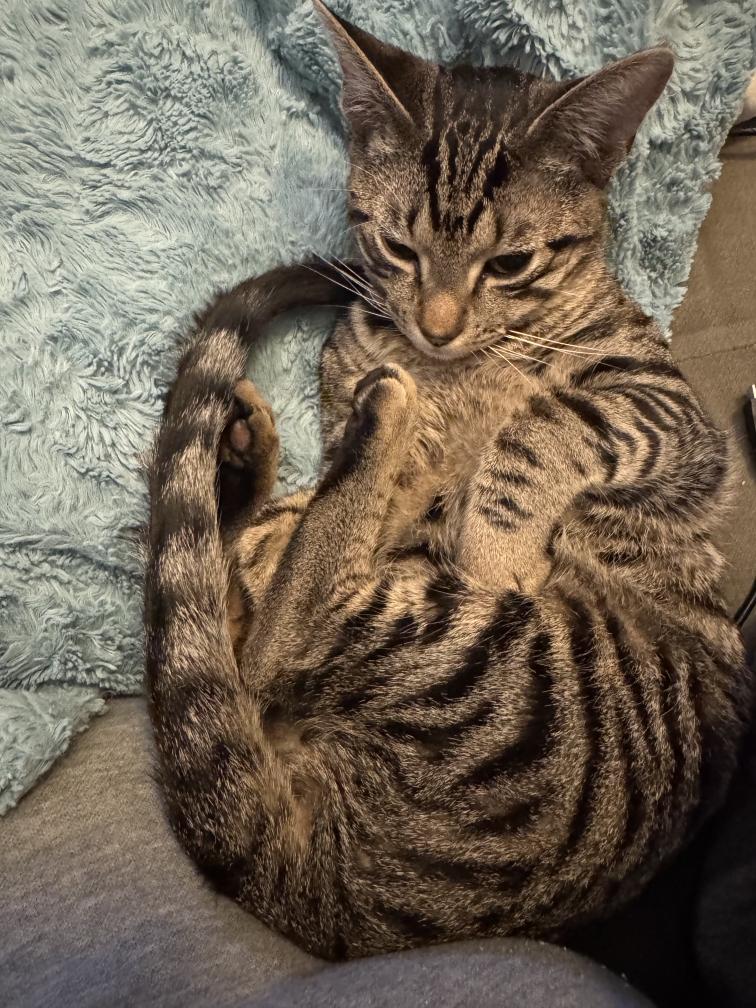 Enlarge Hot Dog, a ADOPTABLE Tabby in Nashville, TN image 2/3