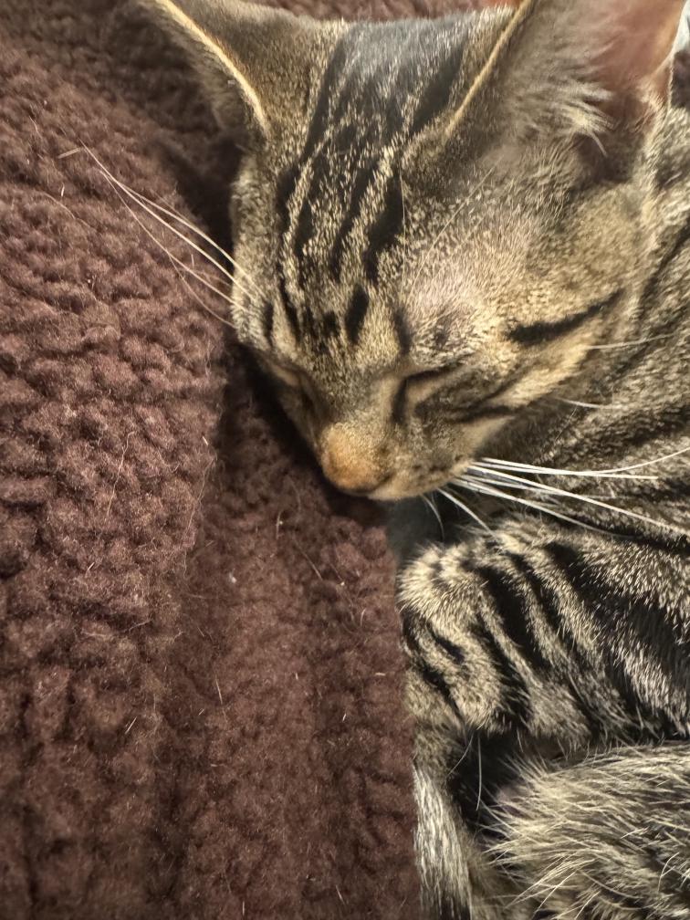 Enlarge Hot Dog, a ADOPTABLE Tabby in Nashville, TN image 3/3