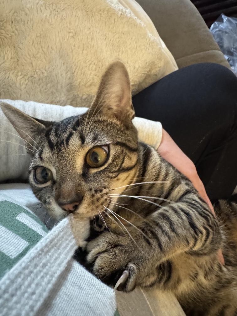 Hot Dog, ADOPTABLE, Young Male Tabby.