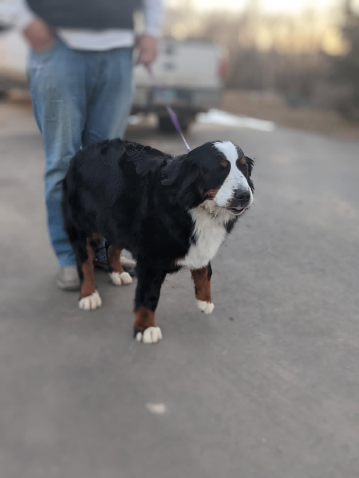 Enlarge Evie, a Adopted Bernese Mountain Dog in Sioux Falls, SD image 1/2