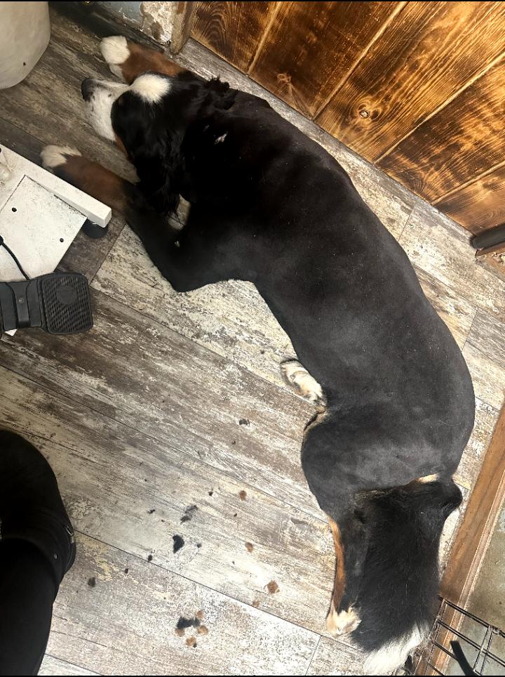 Enlarge Evie, a Adopted Bernese Mountain Dog in Sioux Falls, SD image 2/2