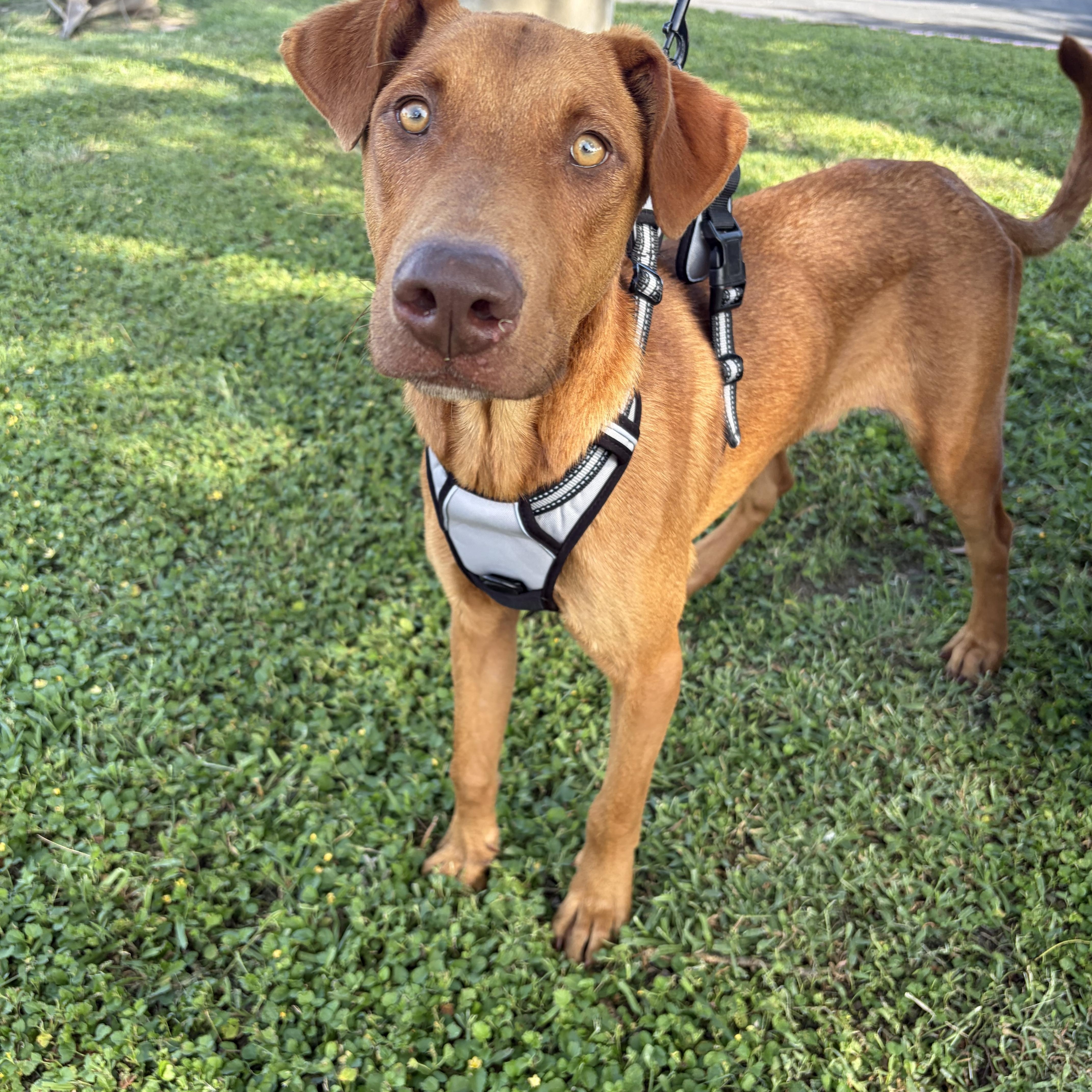 Enlarge Little Foot—foster needed, a Adopted Vizsla in Minneapolis , MN image 6/6