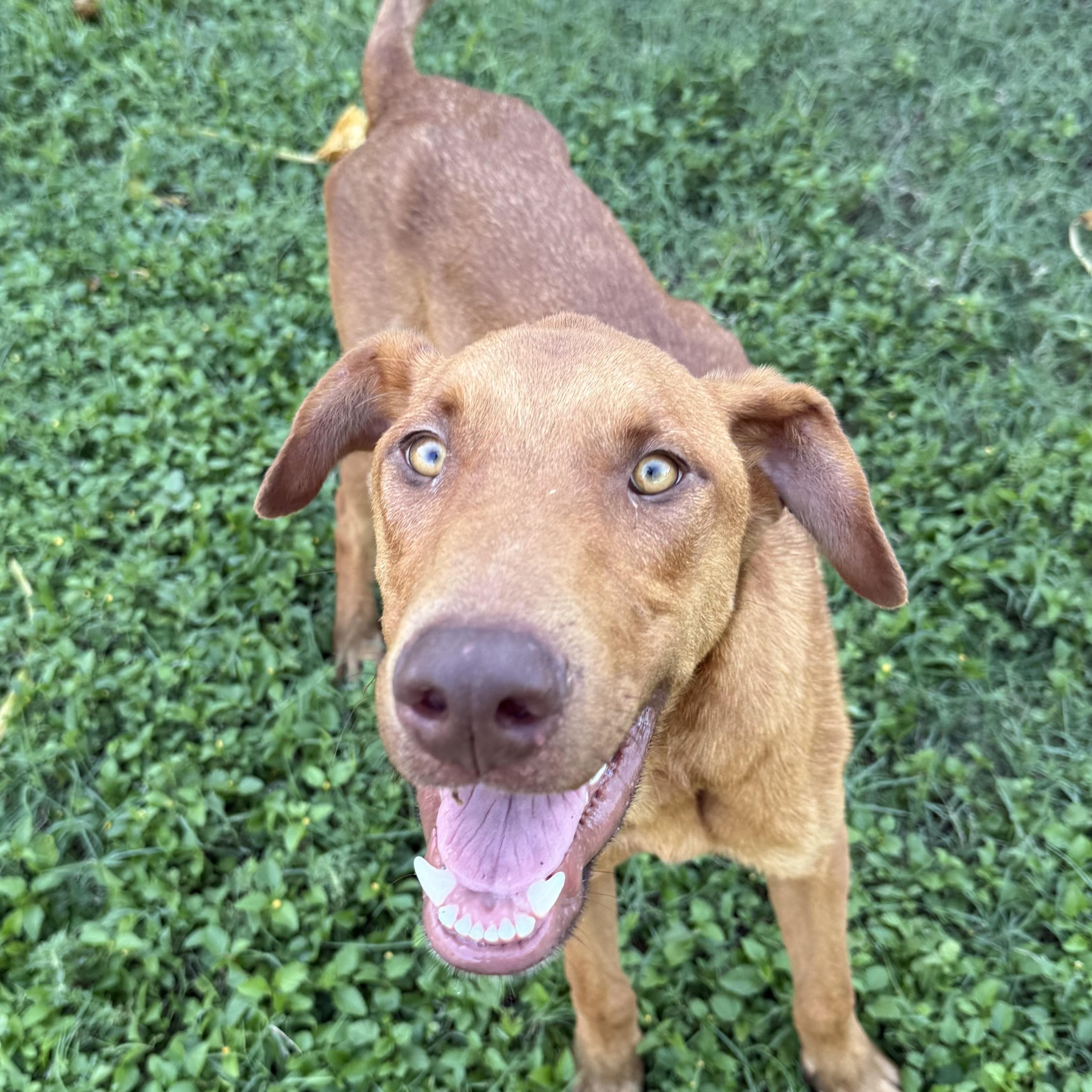 Enlarge Little Foot—foster needed, a Adopted Vizsla in Minneapolis , MN image 3/6