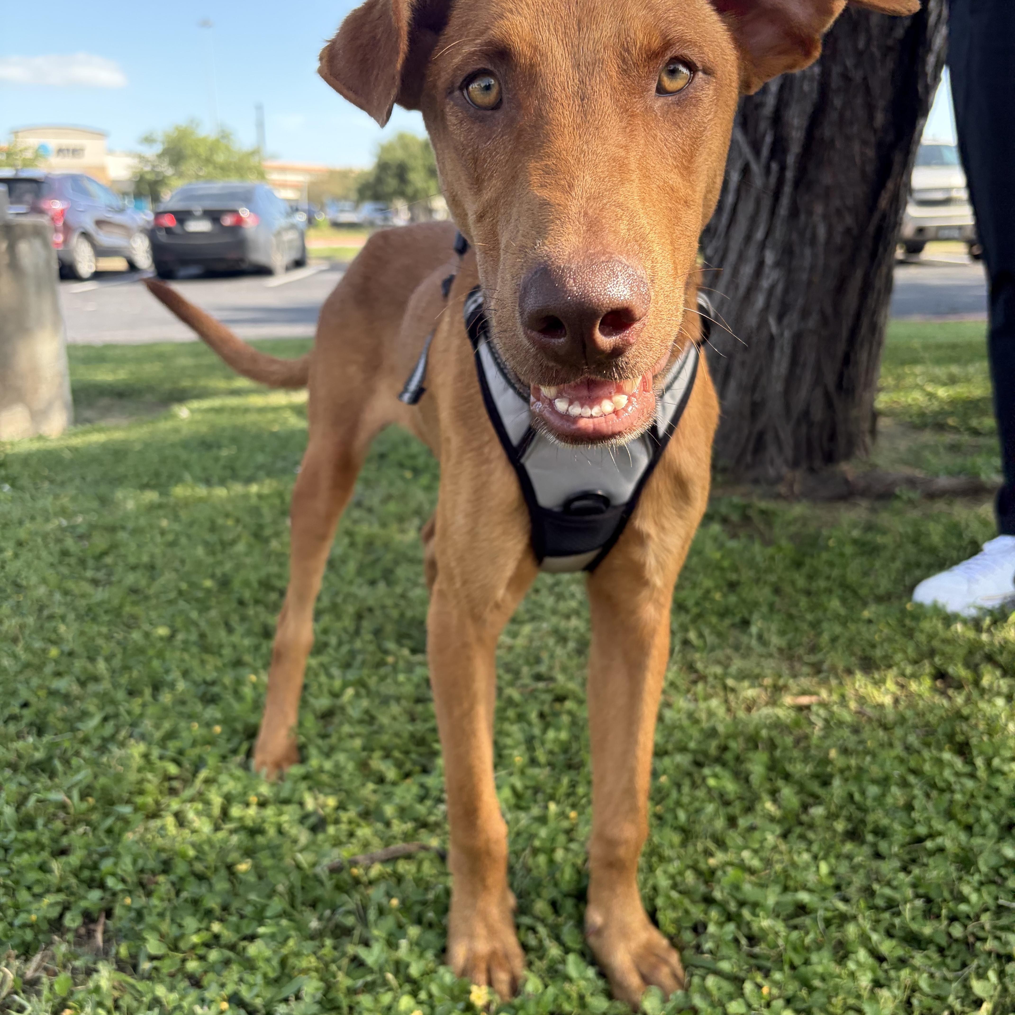 Enlarge Little Foot—foster needed, a Adopted Vizsla in Minneapolis , MN image 5/6