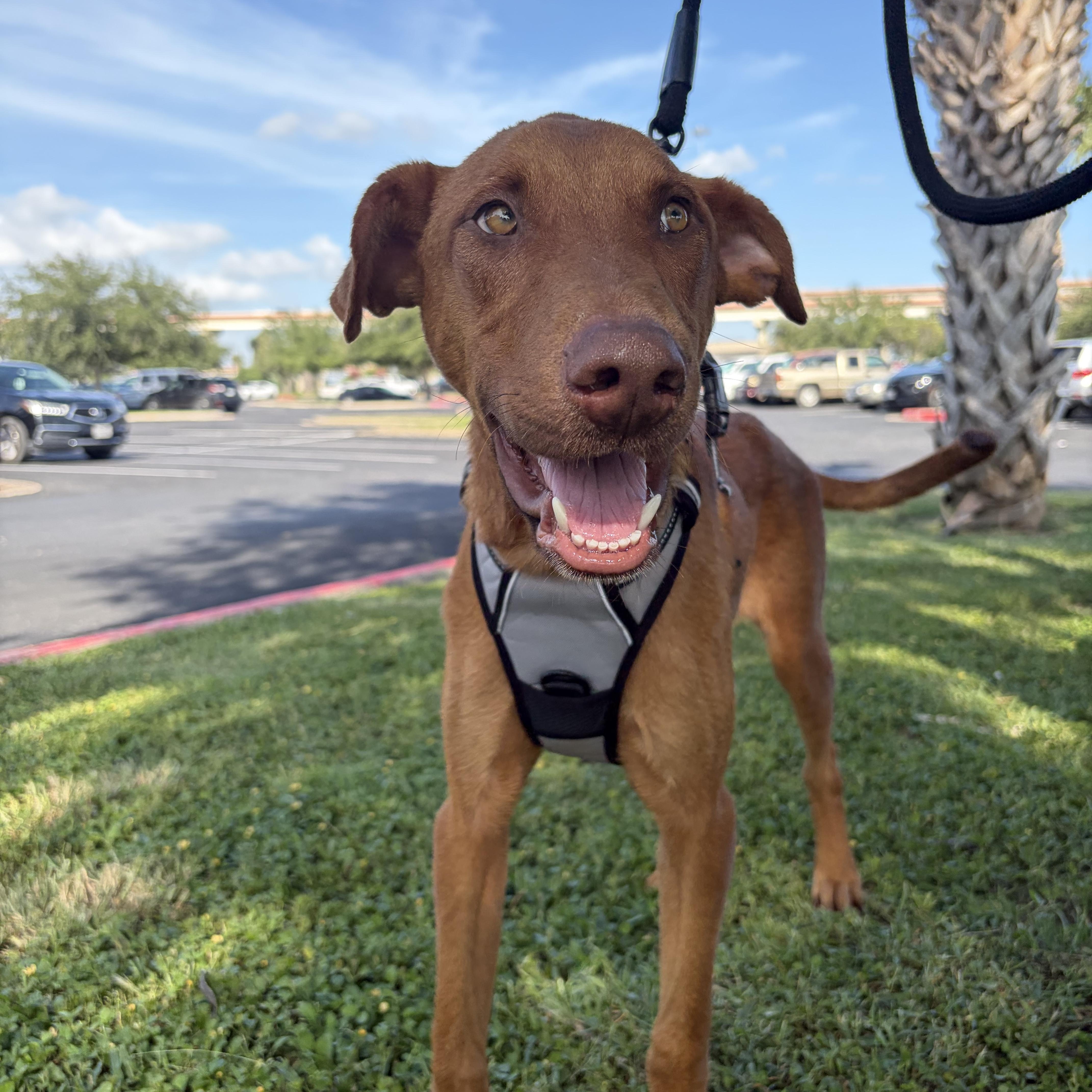 Enlarge Little Foot—foster needed, a Adopted Vizsla in Minneapolis , MN image 2/6