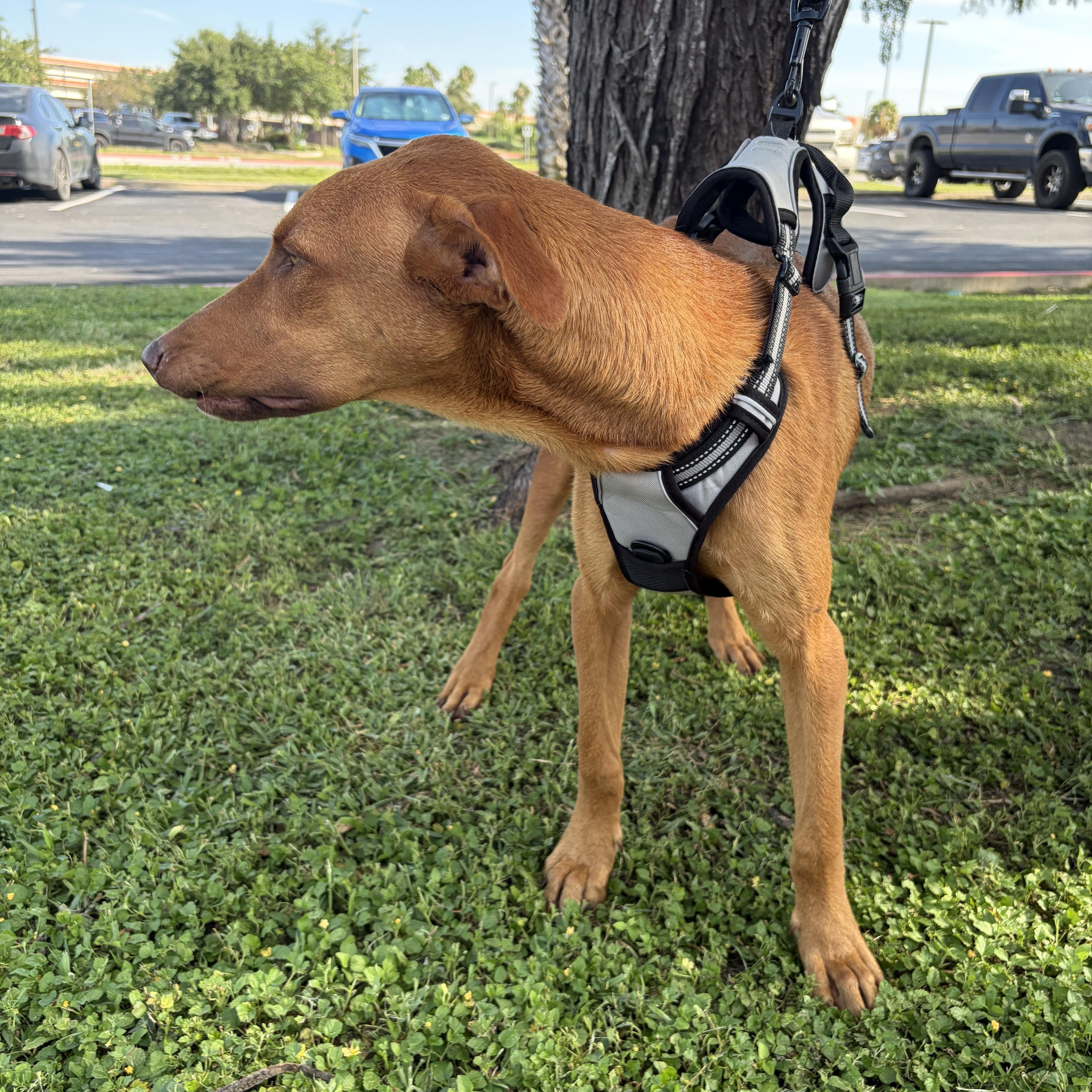 Enlarge Little Foot—foster needed, a Adopted Vizsla in Minneapolis , MN image 4/6
