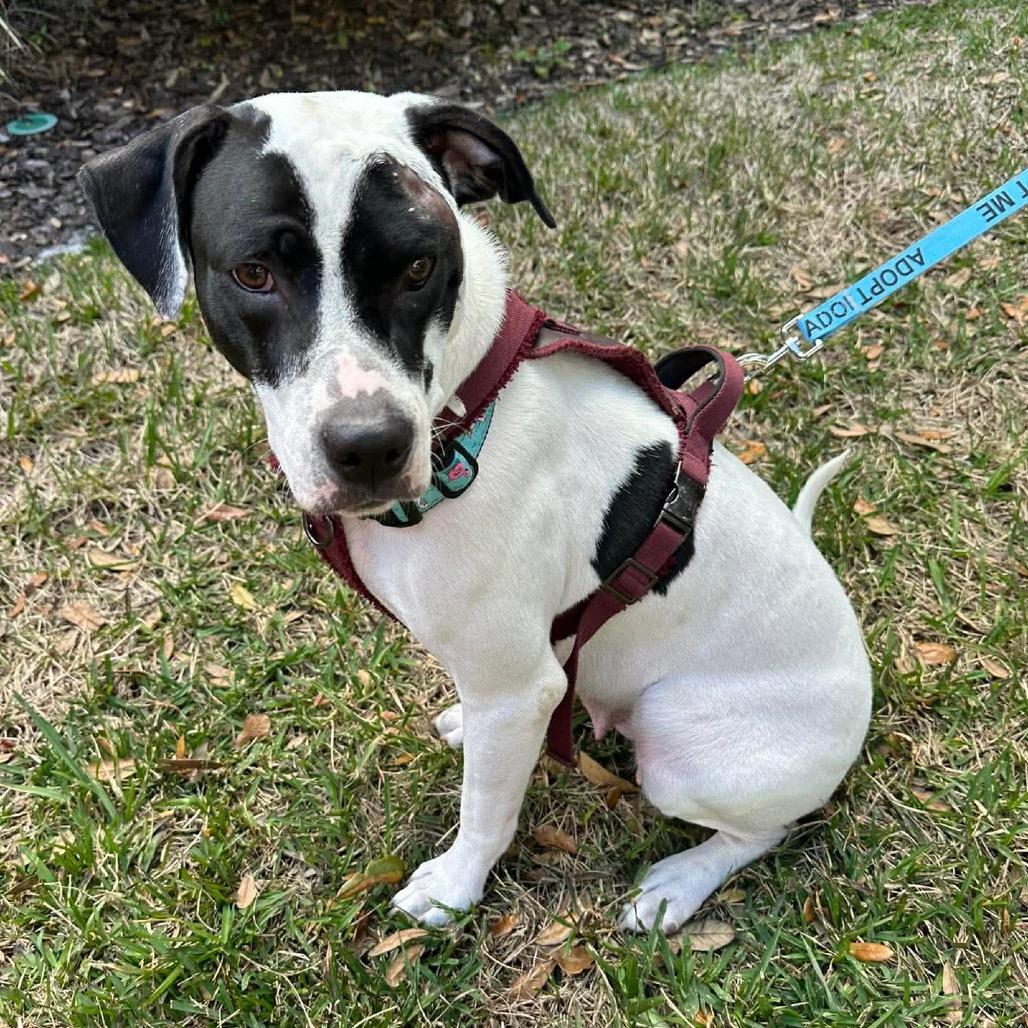 Enlarge Rebekah, a Adoptable Pit Bull Terrier in Tampa, FL image 1/6