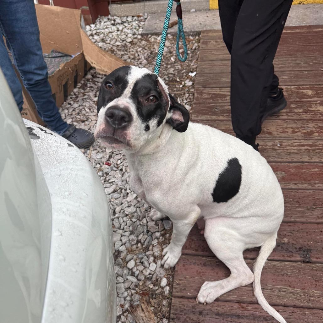 Enlarge Rebekah, a Adoptable Pit Bull Terrier in Tampa, FL image 2/6