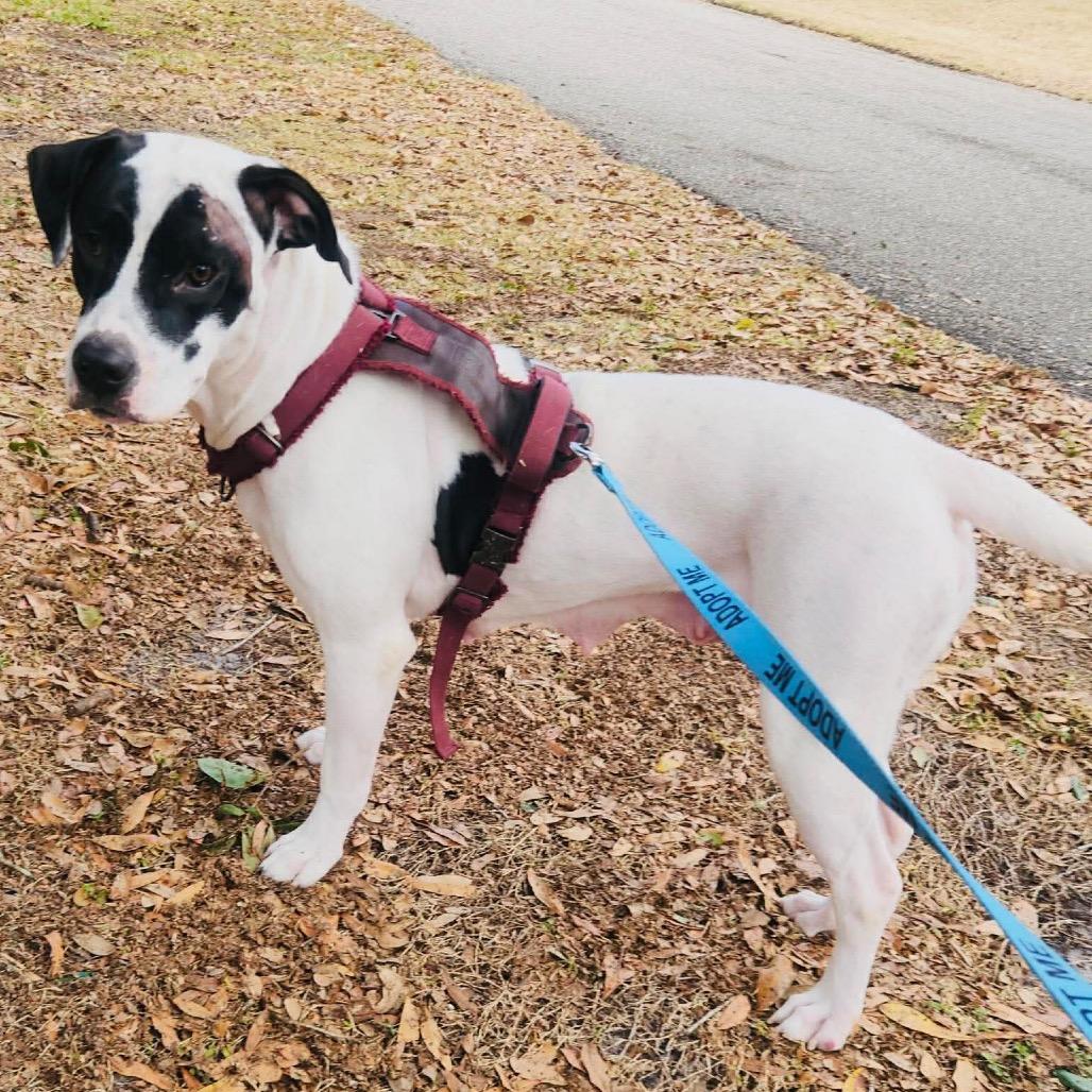 Enlarge Rebekah, a Adoptable Pit Bull Terrier in Tampa, FL image 3/6