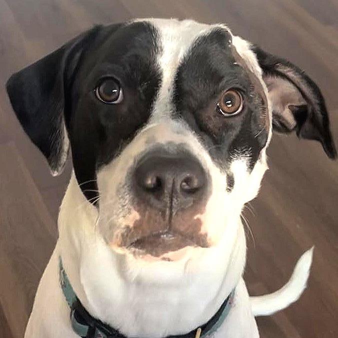 Enlarge Rebekah, a Adoptable Pit Bull Terrier in Tampa, FL image 4/6