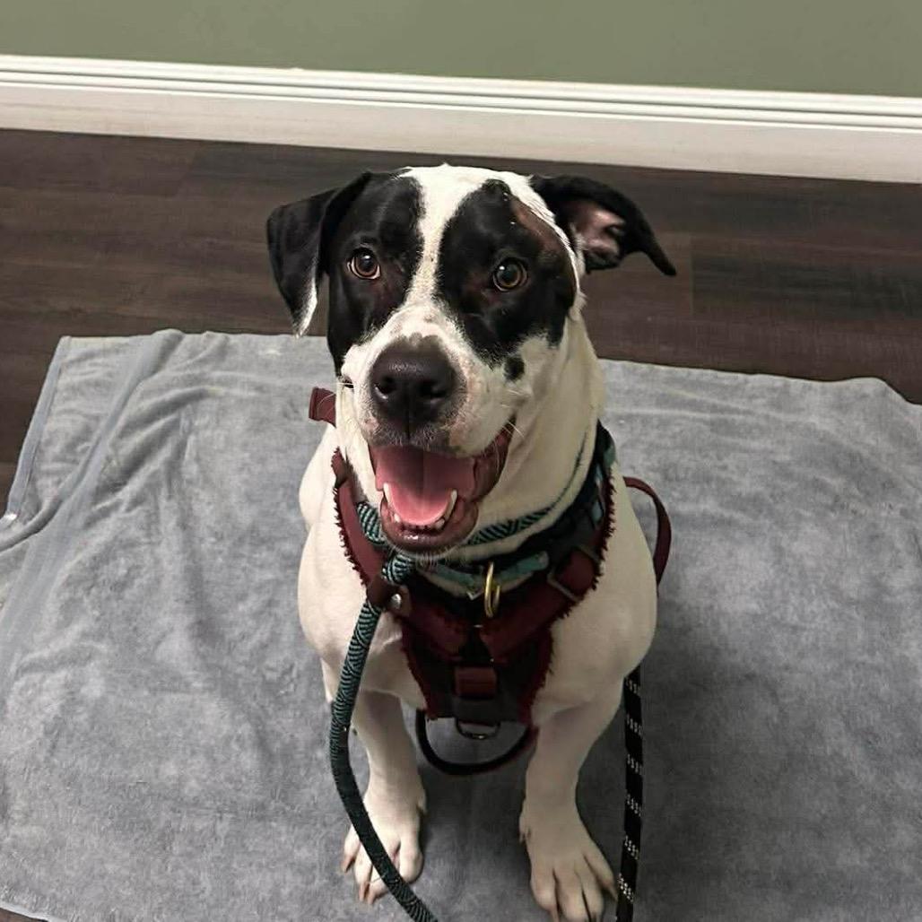 Enlarge Rebekah, a Adoptable Pit Bull Terrier in Tampa, FL image 4/6