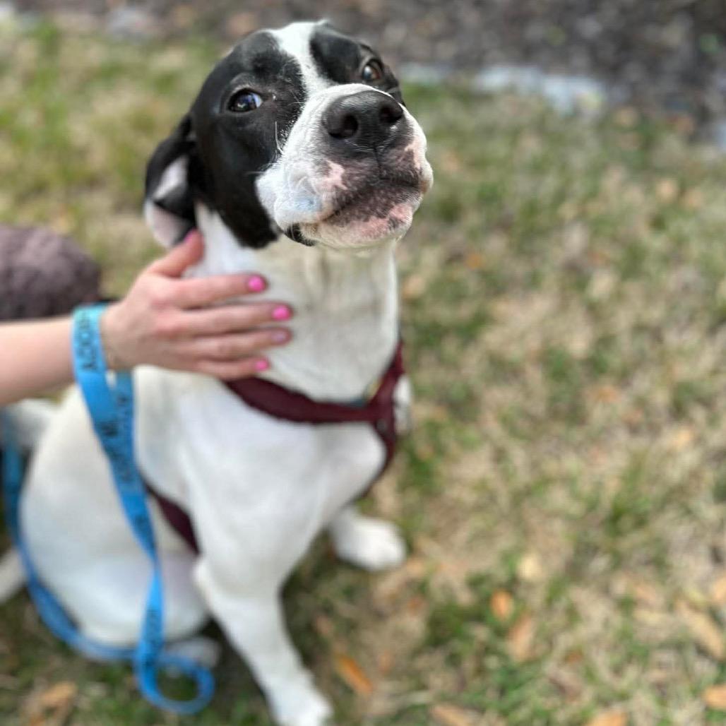 Enlarge Rebekah, a Adoptable Pit Bull Terrier in Tampa, FL image 5/6