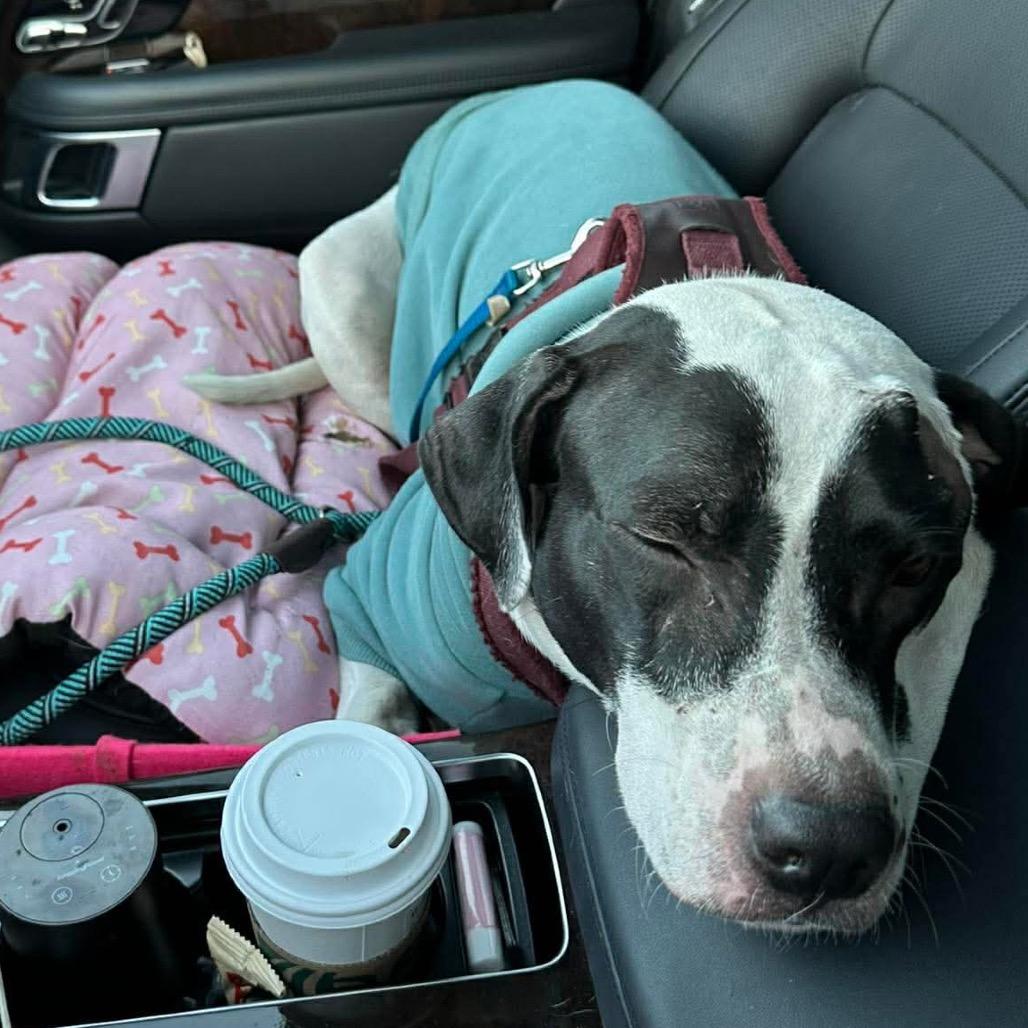 Enlarge Rebekah, a Adoptable Pit Bull Terrier in Tampa, FL image 6/6