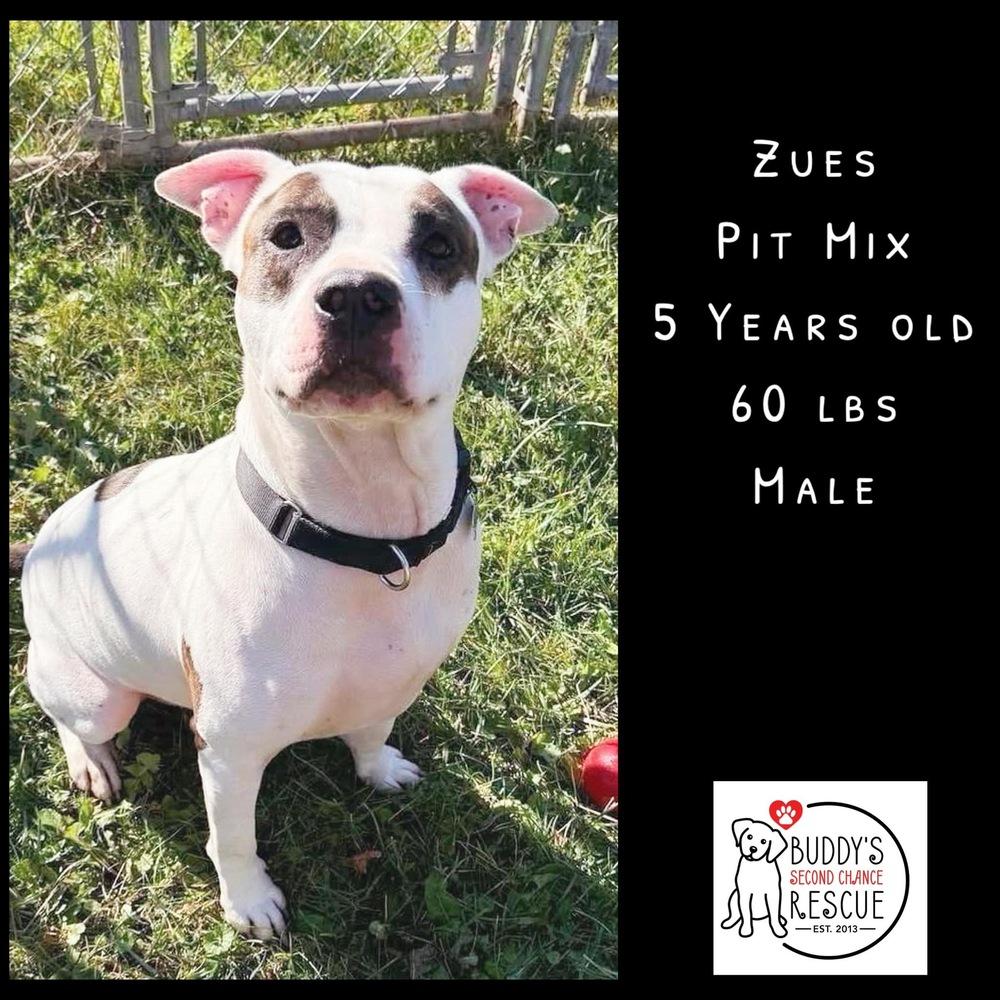 Zues, Adoptable, Adult Male Pit Bull Terrier.