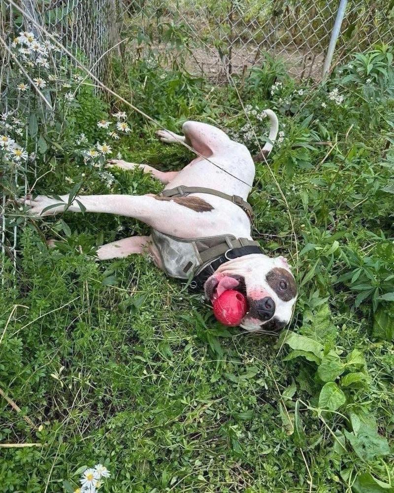 Enlarge Zues, a Adoptable mixed breed in Amherst, NY image 2/6