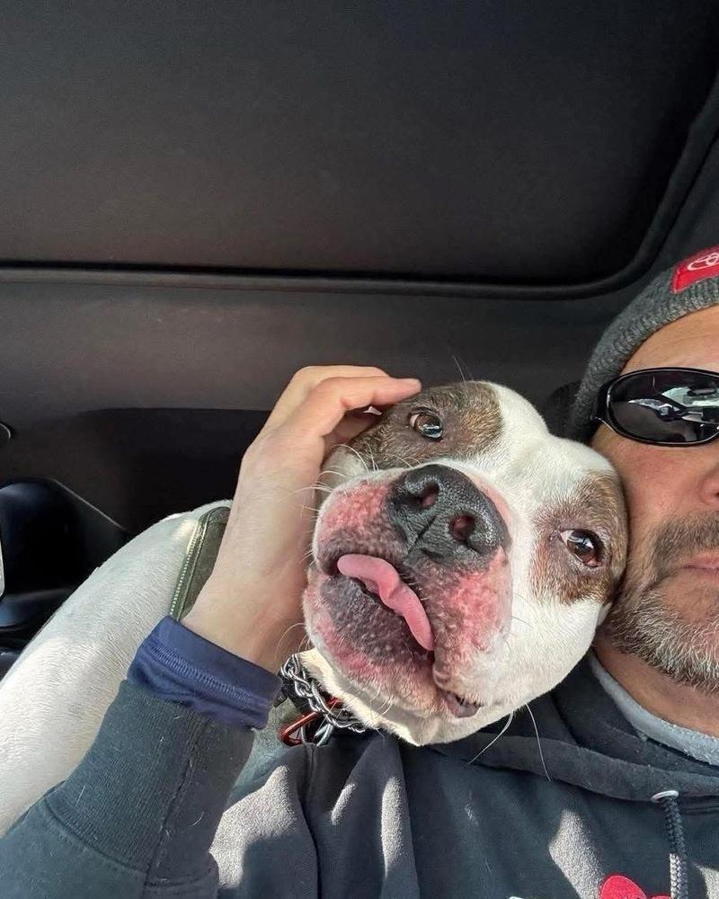 Enlarge Zues, a Adoptable mixed breed in Amherst, NY image 3/6