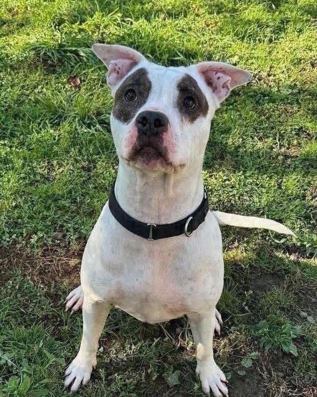 Enlarge Zues, a Adoptable mixed breed in Amherst, NY image 4/6